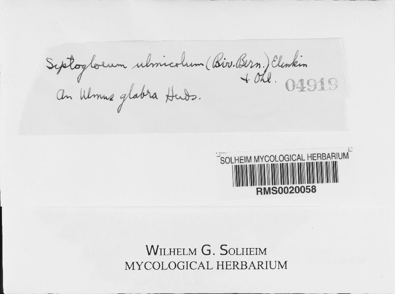 Septogloeum ulmicolum image