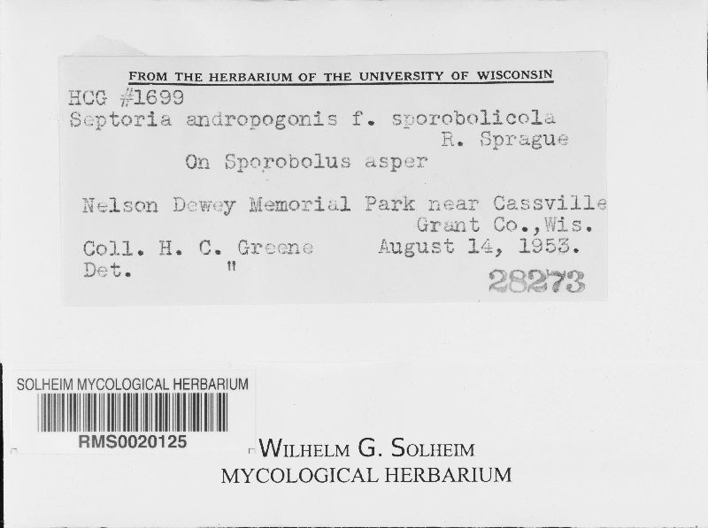 Septoria andropogonis f. sporobolica image