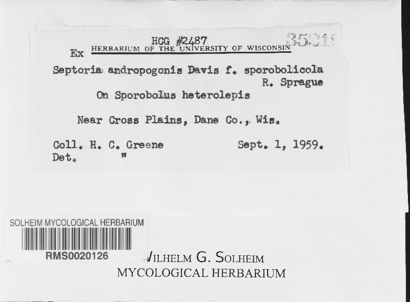 Septoria andropogonis f. sporobolica image