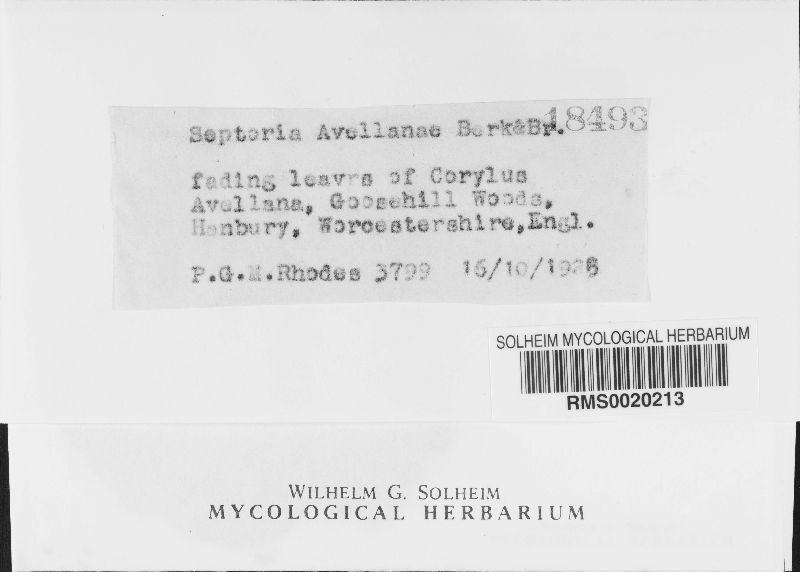 Asteroma coryli image