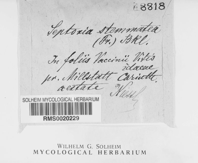 Mycosphaerella stemmatea image