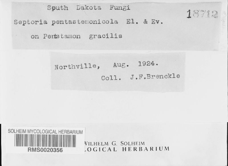 Septoria pentastemonicola image