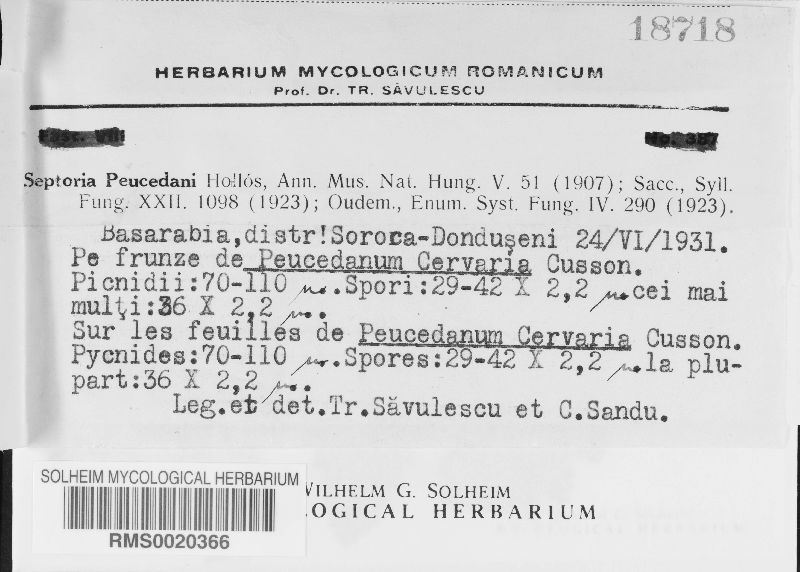 Septoria peucedani image