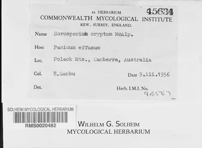 Sorosporium cryptum image