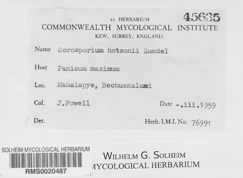 Sorosporium hotsonii image