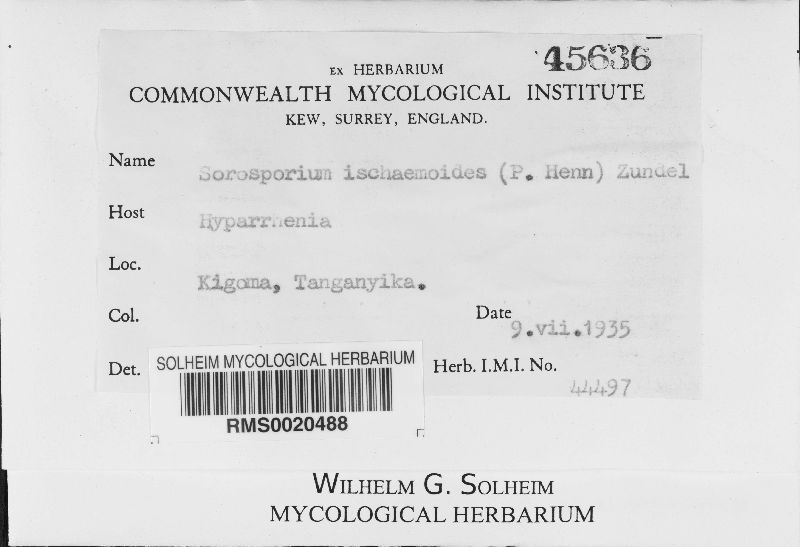 Sorosporium ischaemoides image