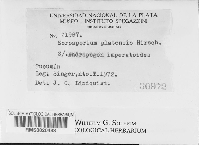 Sorosporium platensis image