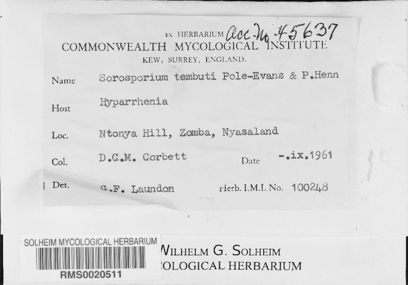 Sorosporium tembuti image