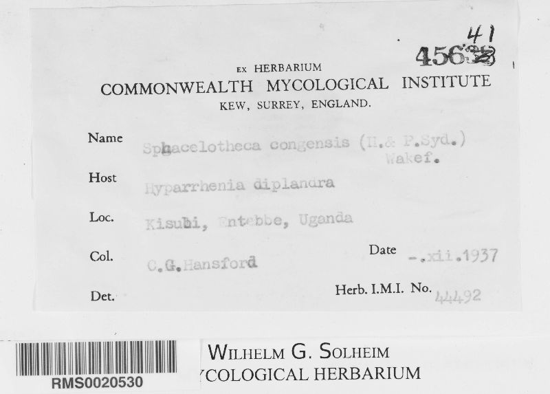 Sphacelotheca congensis image