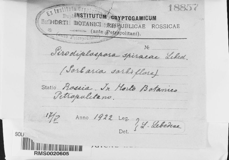 Sirodiplospora spiraeae image
