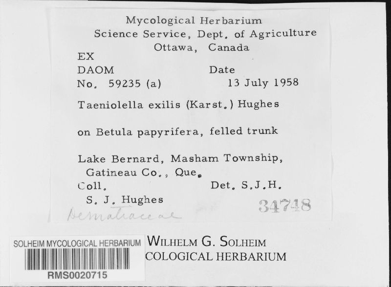 Taeniolella exilis image