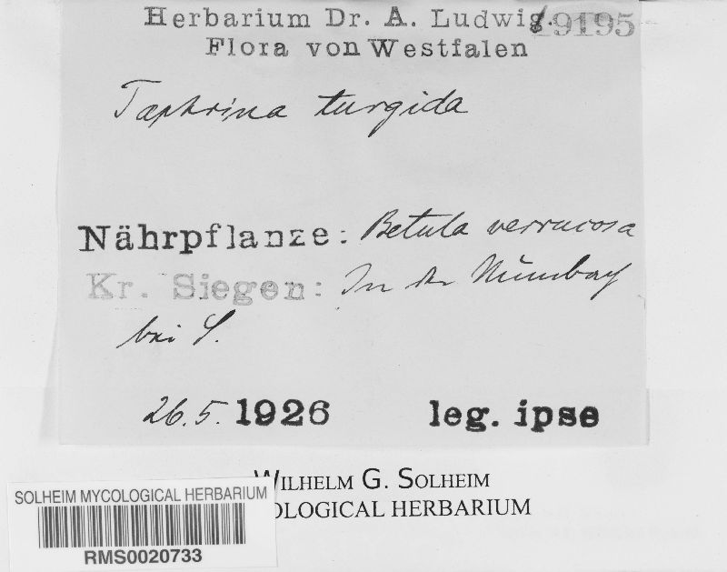 Taphrina betulina image