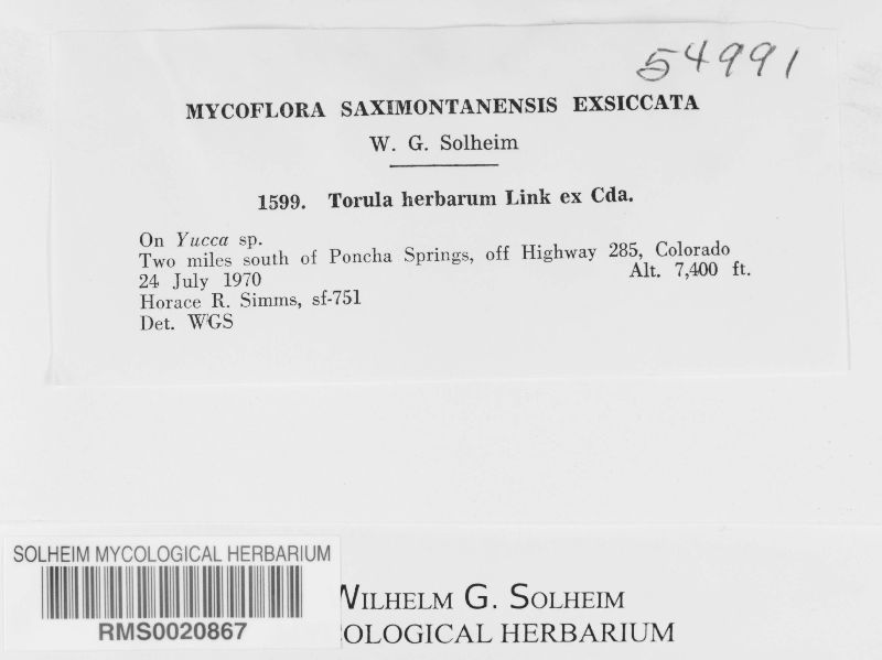 Torula herbarum image