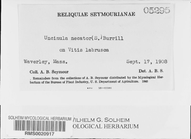 Erysiphe necator image