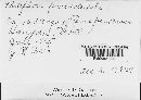 Phlebiopsis gigantea image