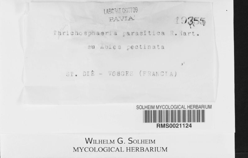 Nematostoma parasiticum image