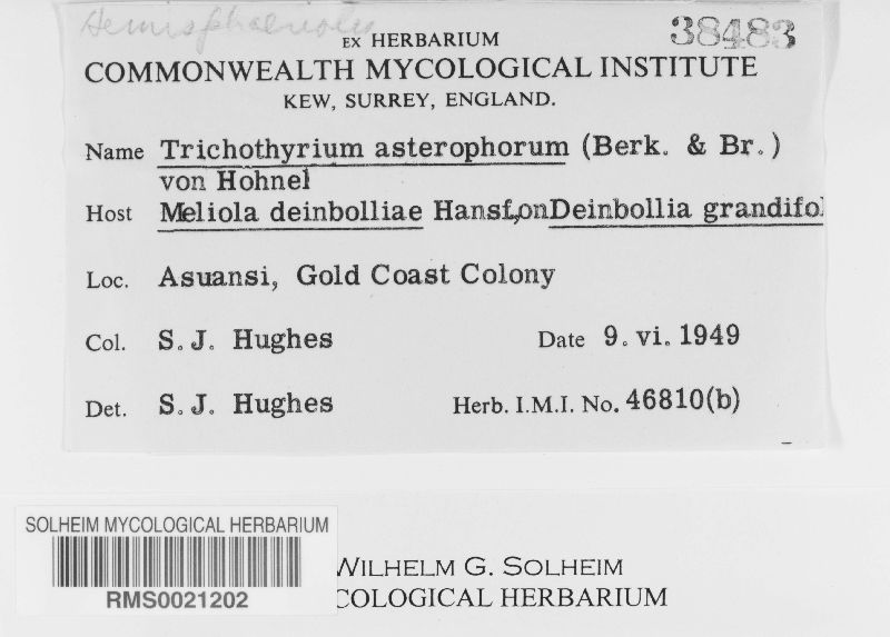 Trichothyrium asterophorum image