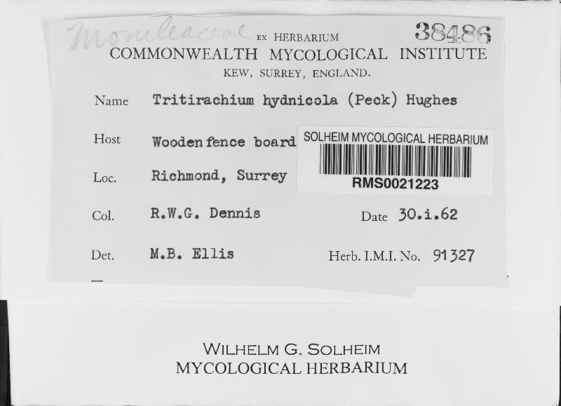 Acrodontium hydnicola image