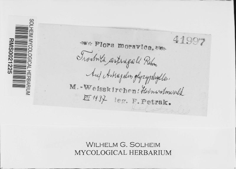 Trochila astragali image