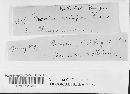 Plicaturopsis crispa image