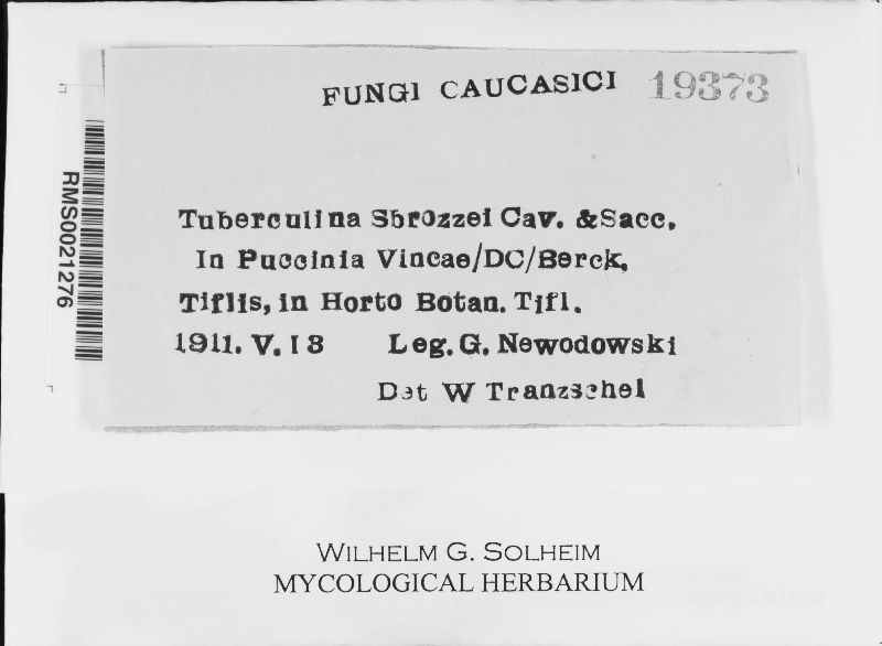 Tuberculina sbrozzii image
