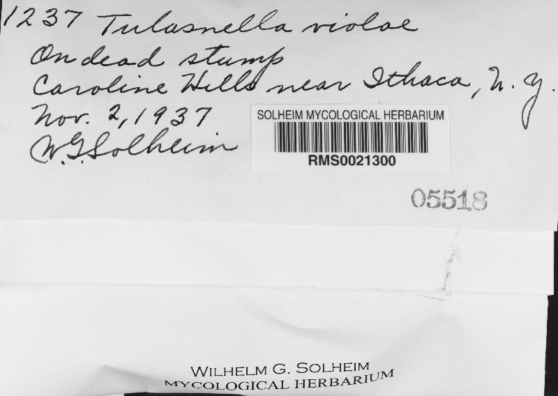Tulasnella image