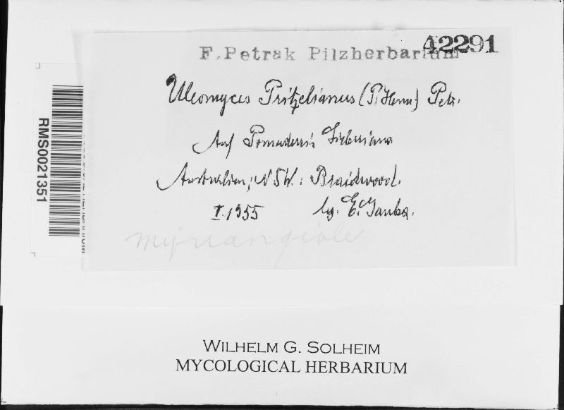 Uleomyces pritzelianus image