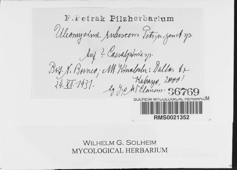 Uleomycina rubescens image