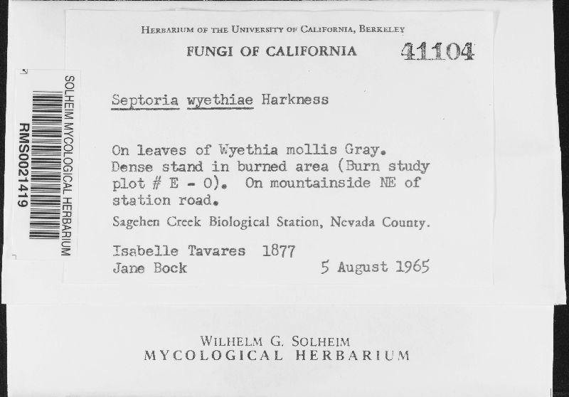 Septoria wyethiae image