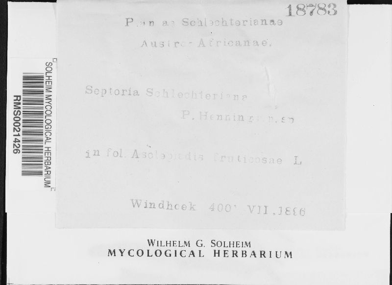 Septoria schlechteriana image