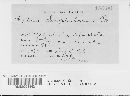 Septoria scrophulariae image