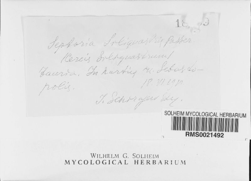Septoria schirajewskii image
