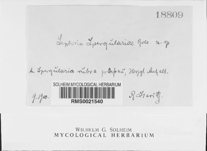 Septoria spergulariae image