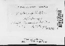 Sporisorium sorghi image