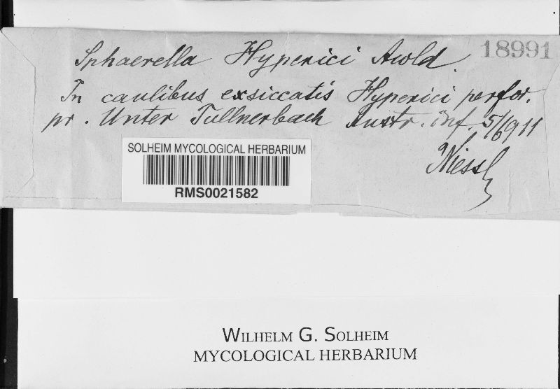 Mycosphaerella hyperici image