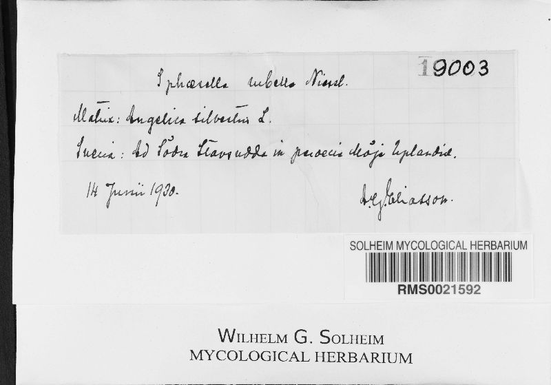 Mycosphaerella rubella image