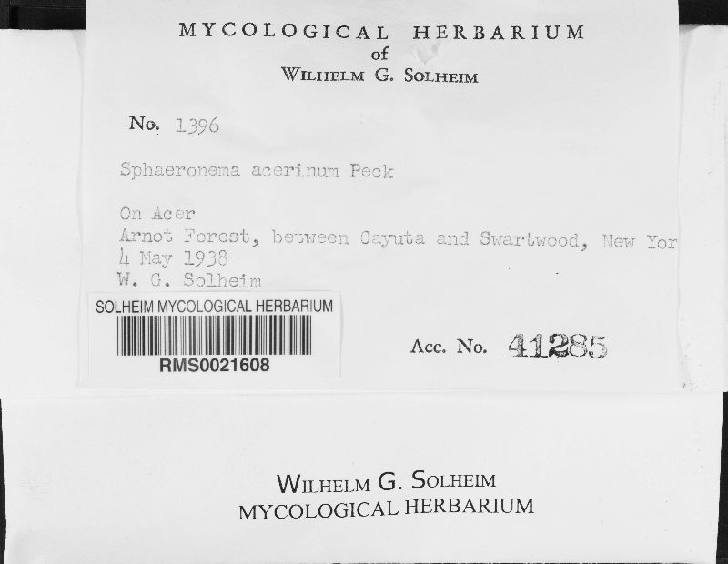 Naemosphaera acerina image