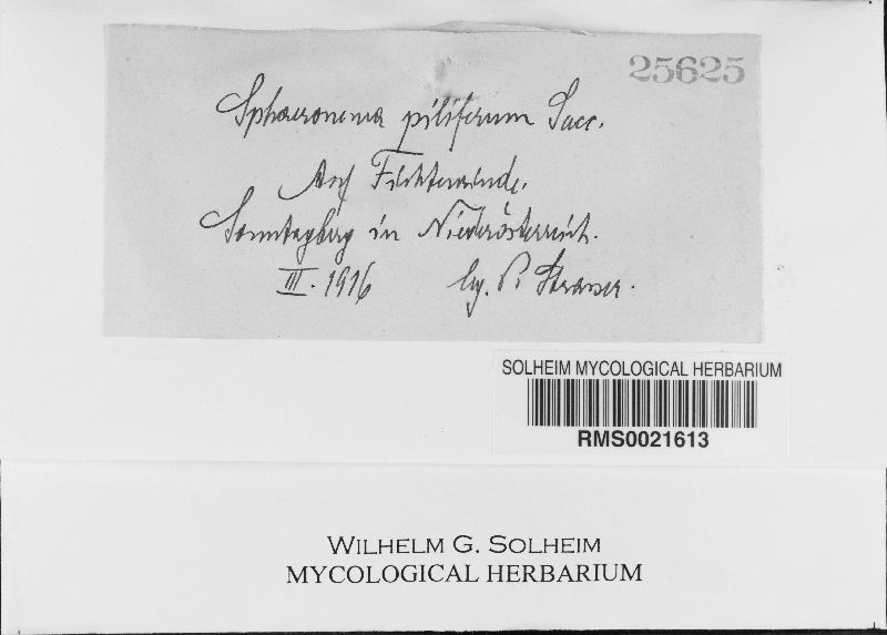 Sphaeronaema piliferum image