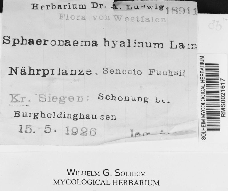 Sphaeronaema hyalinum image