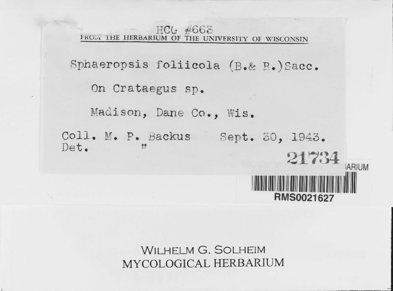 Sphaeropsis foliicola image