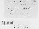 Sphaerotheca castagnei image