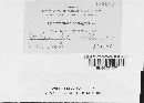 Sphaerotheca castagnei image