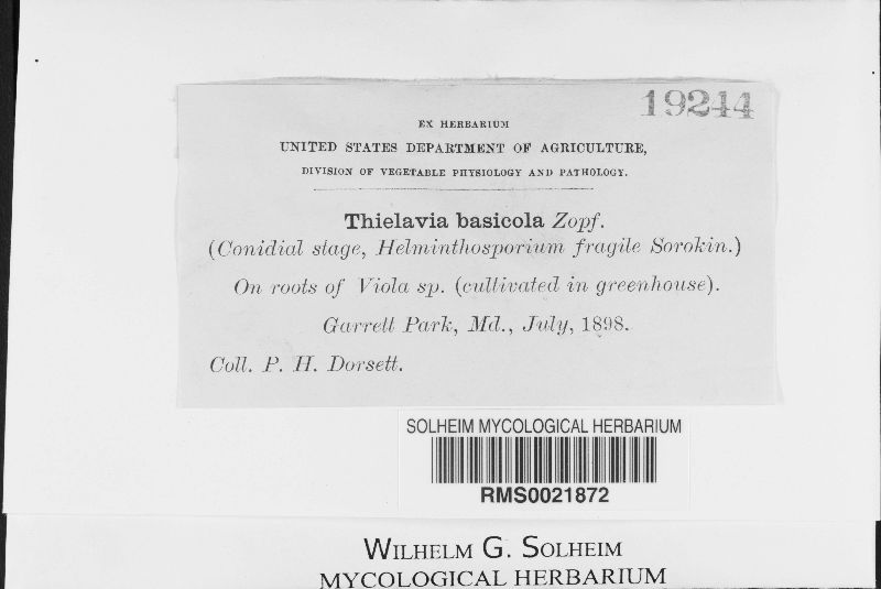 Thielavia basicola image