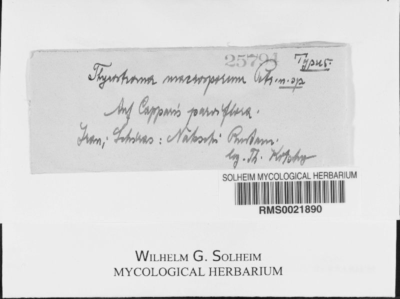 Thyrostroma macrosporum image