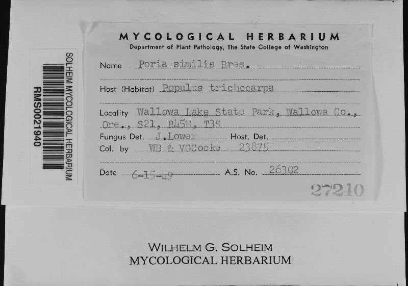 Oxyporus similis image