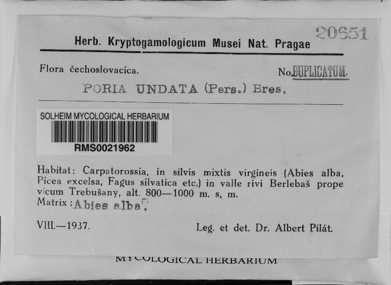 Rigidoporus undatus image
