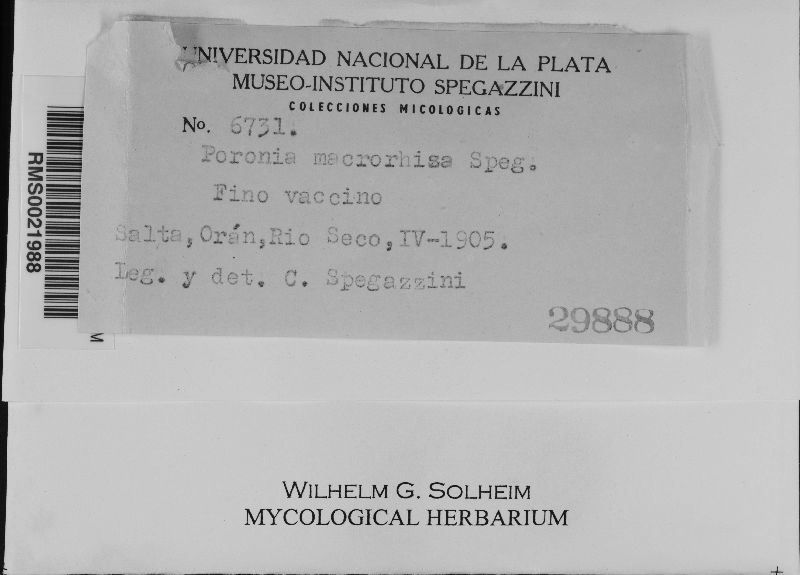 Poronia macrorhiza image