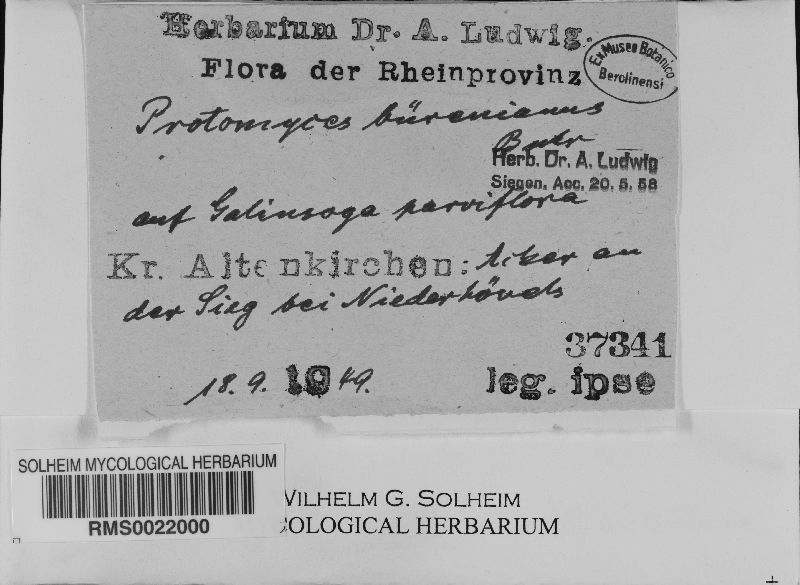 Protomyces buerenianus image