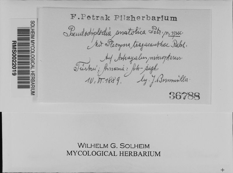 Pseudodiplodia anatolica image