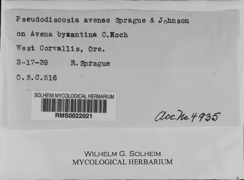 Pseudodiscosia avenae image